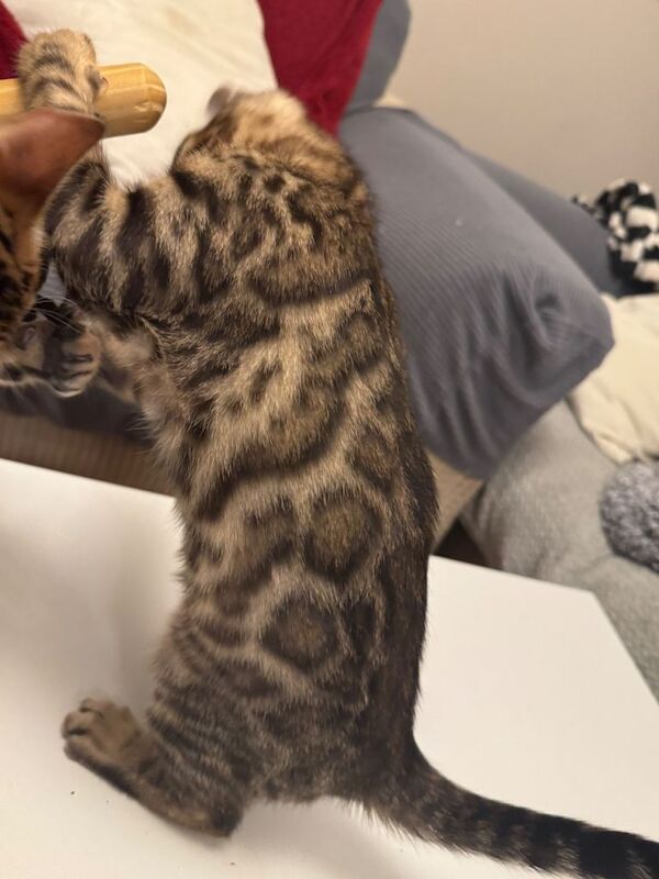 Bengal kitten - Image 2 of 4