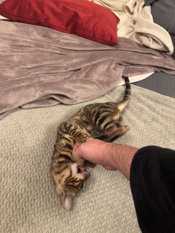 Bengal kitten - Image 3 of 4