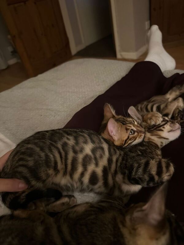 Bengal kitten - Image 4 of 4
