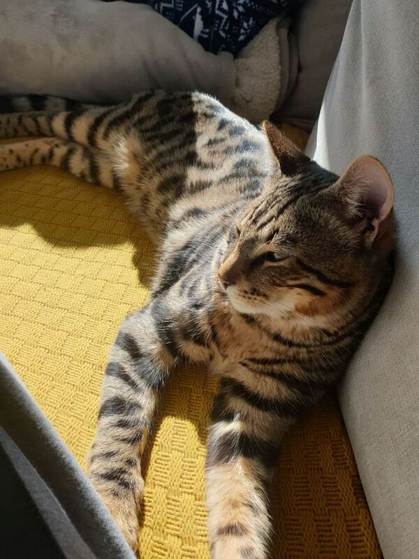 Bengal kitten - Image 2 of 2