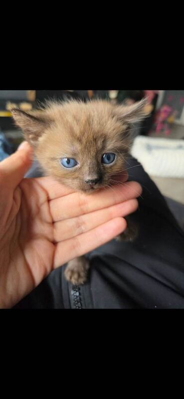 Bengal kitten - Image 2 of 3