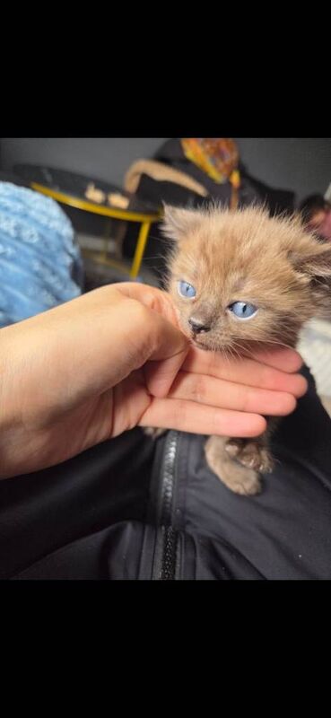 Bengal kitten - Image 3 of 3