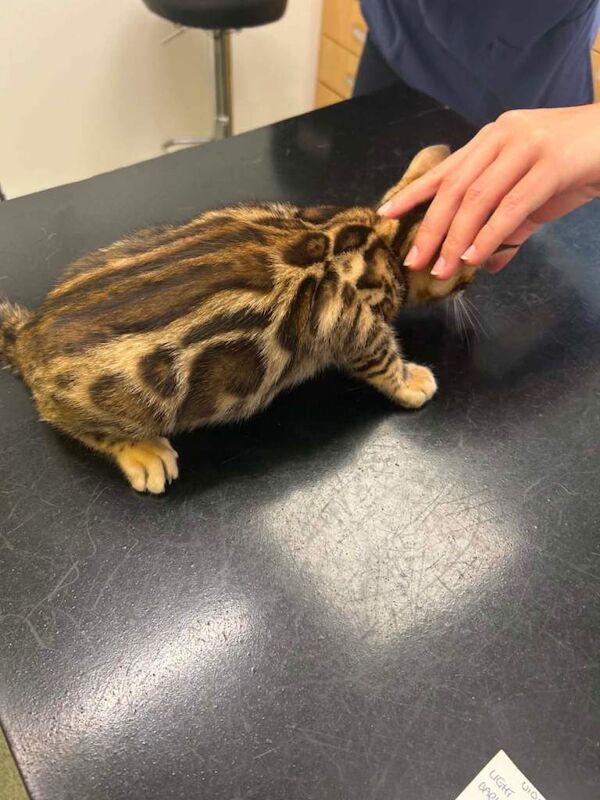 Bengal Kitten - Image 2 of 6