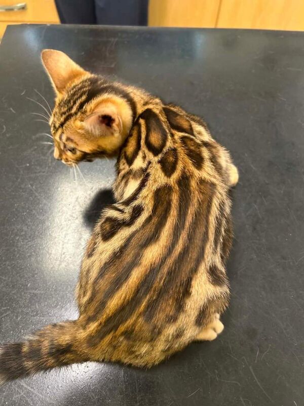 Bengal Kitten - Image 3 of 6