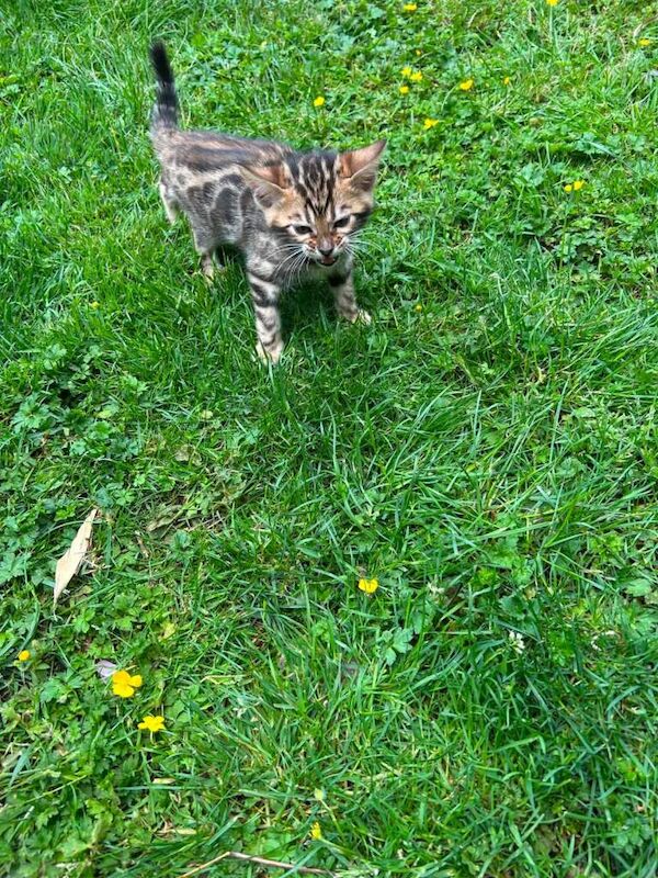 Bengal Kitten - Image 4 of 6