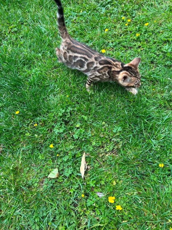 Bengal Kitten - Image 5 of 6