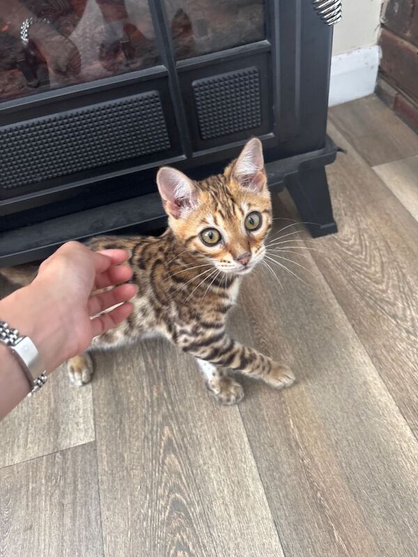 Bengal kitten