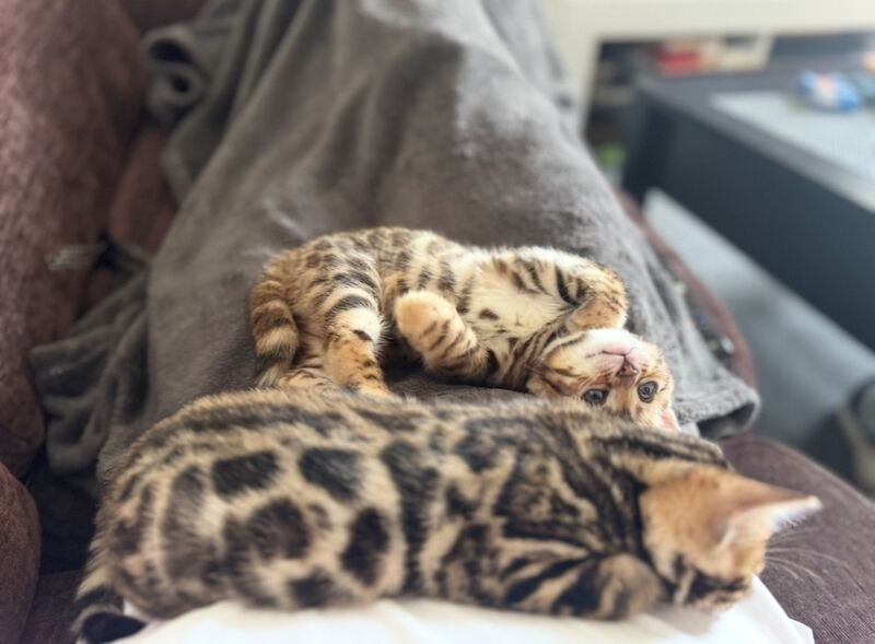 Bengal kitten for sale in London, Greater London