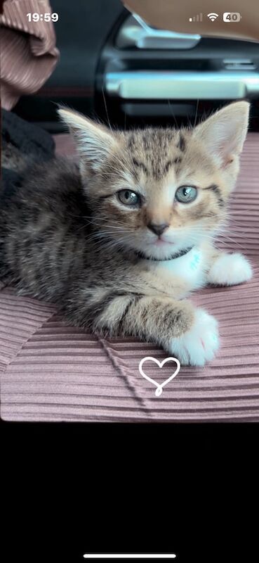Bengal kittens for sale in Kingsbury, Greater London – 9 weeks old