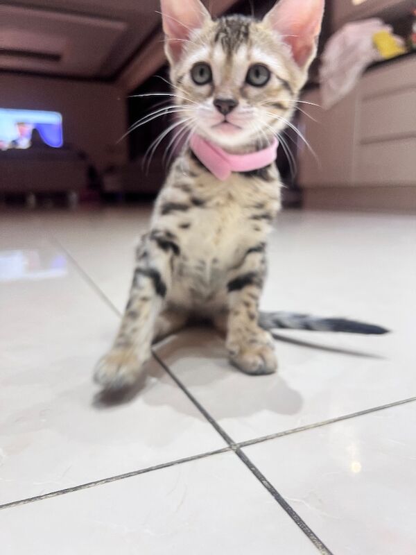 Bengal Kittens For Sale