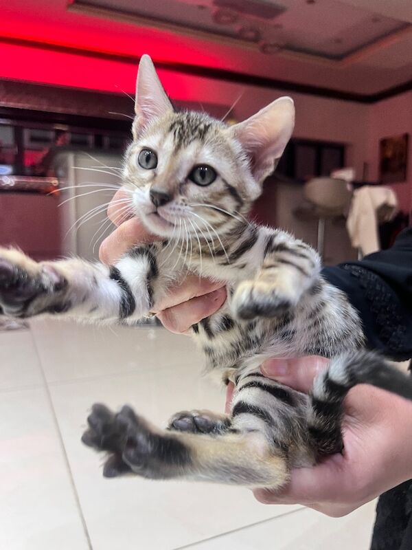Bengal kitten available - Image 2 of 3