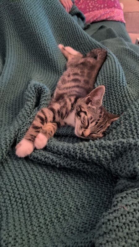 Bengal kittens for sale in Hamilton, Lanarkshire – 11 weeks old