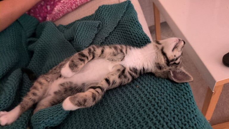 Bengal kittens for sale in Hamilton, Lanarkshire – 11 weeks old - Image 2 of 3