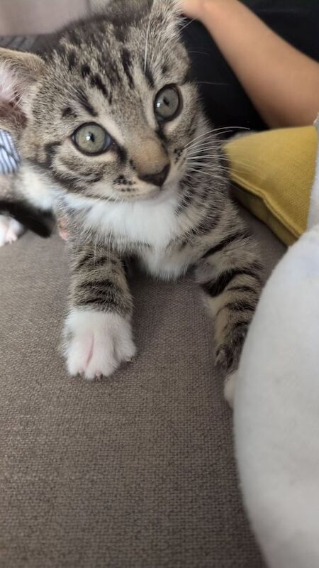 Bengal kittens for sale in Hamilton, Lanarkshire – 11 weeks old - Image 3 of 3