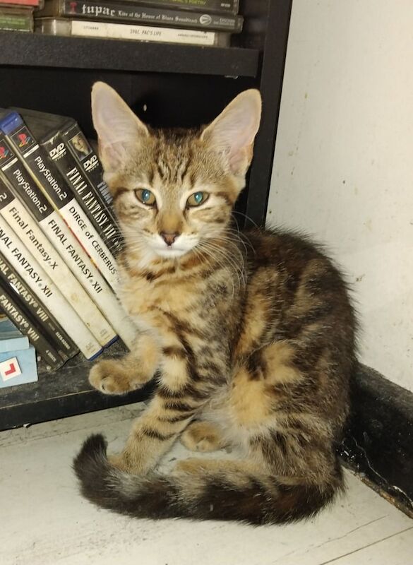 Bengal kittens for sale in Plumstead, Greater London – 9 weeks old