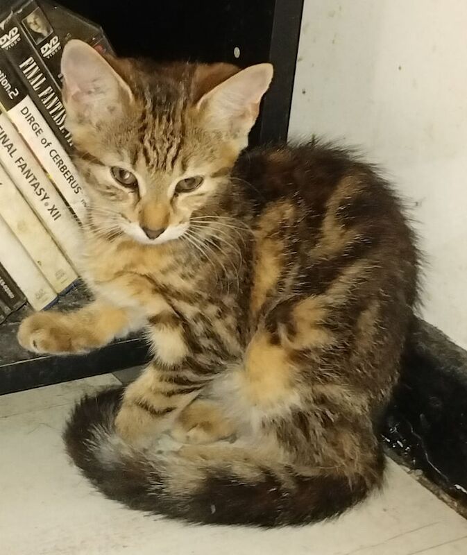 Bengal kittens for sale in Plumstead, Greater London – 9 weeks old - Image 2 of 3