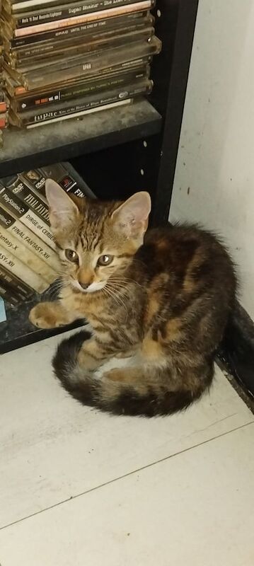 Bengal kittens for sale in Plumstead, Greater London – 9 weeks old - Image 3 of 3