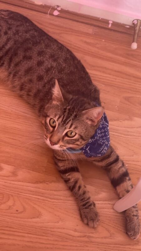 Bengal kittens for sale in Leytonstone, Greater London – 1 year old