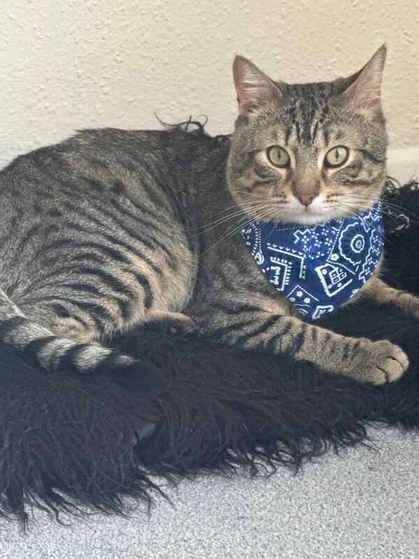 Bengal kittens for sale in Leytonstone, Greater London – 1 year old - Image 2 of 2