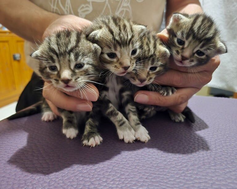 Bengal kittens for sale in Harrow, Greater London – 5 weeks old