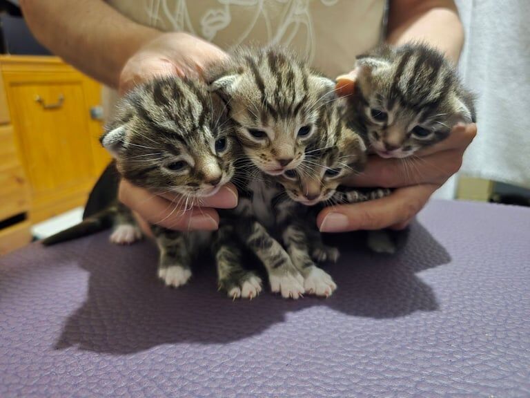 Bengal kittens for sale in Harrow, Greater London – 5 weeks old - Image 2 of 3