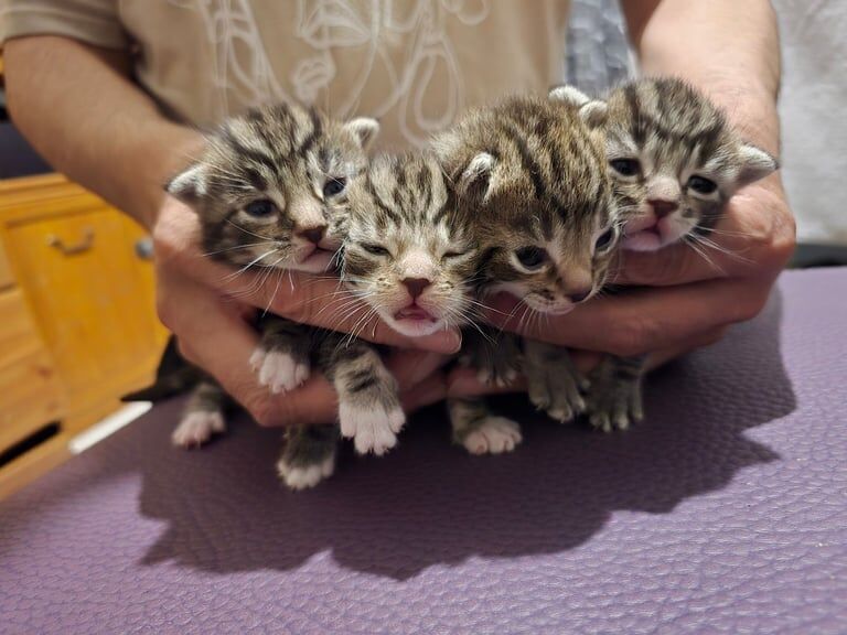 Bengal kittens for sale in Harrow, Greater London – 5 weeks old - Image 3 of 3