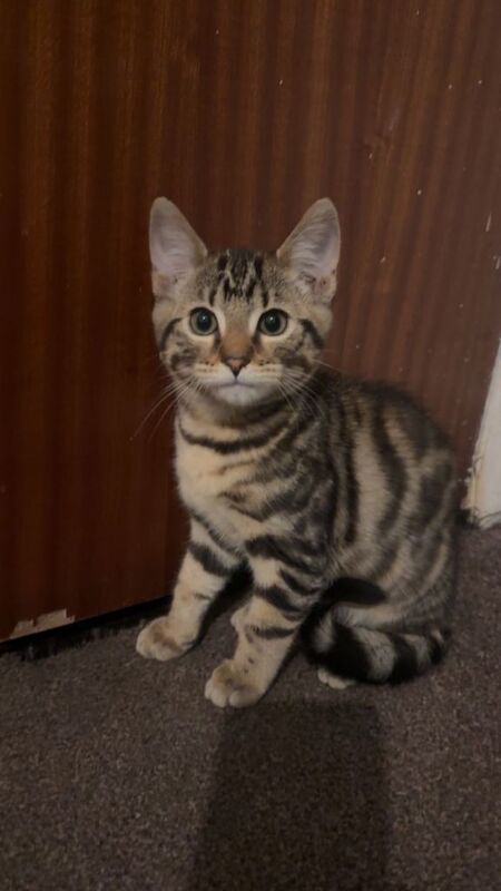 Bengal Kittens For Sale
