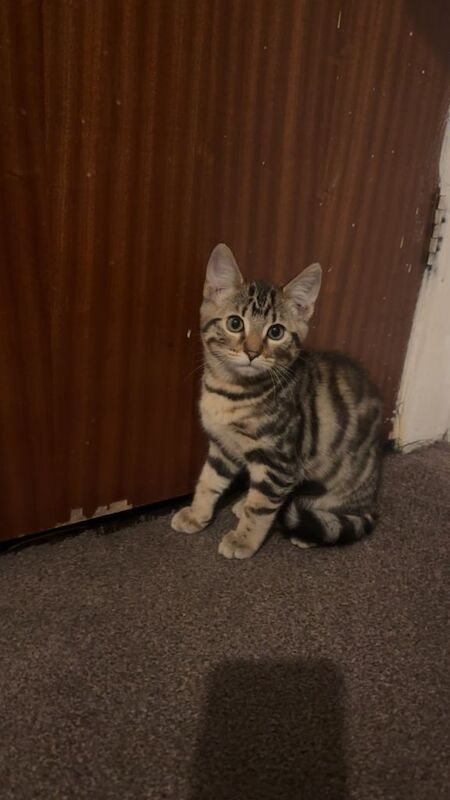 Bengal Kitten for Sale - Image 2 of 3
