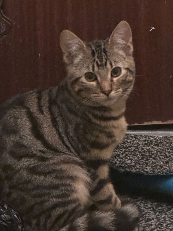 Bengal Kitten for Sale - Image 3 of 3