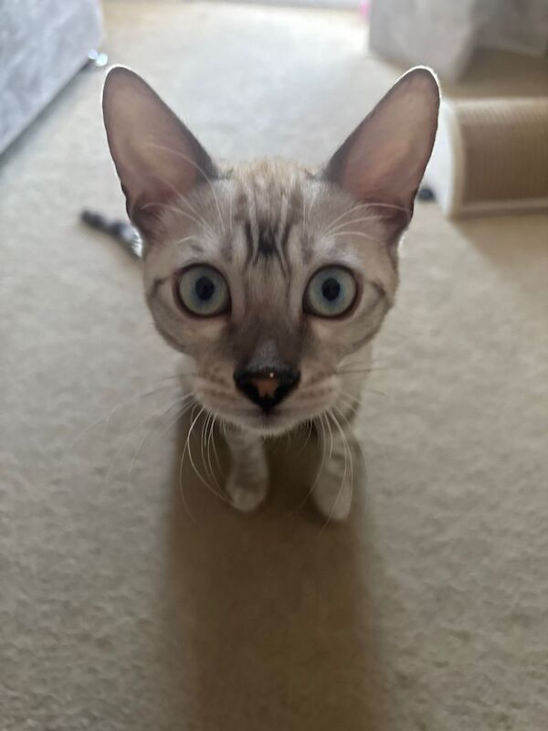 Bengal kitten for sale £400