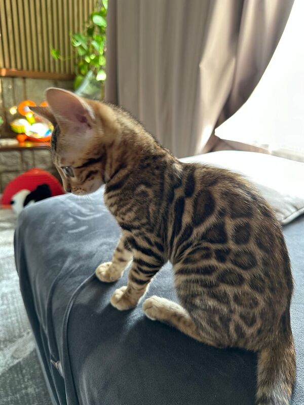 Bengal Kitten for Sale – Female, Born 16 March 2025 for sale in Bletchley, Buckinghamshire