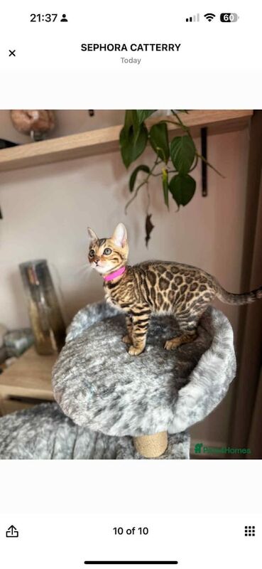 Bengal Kitten for Sale – Female, Born 16 March 2025 for sale in Bletchley, Buckinghamshire | Image 2