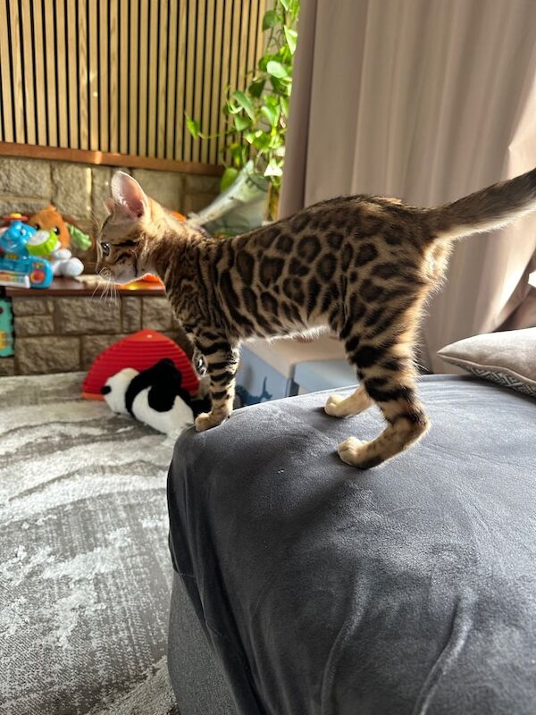Bengal Kitten for Sale – Female, Born 16 March 2025 for sale in Bletchley, Buckinghamshire | Image 3
