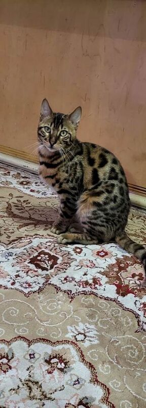 Bengal Kittens For Sale