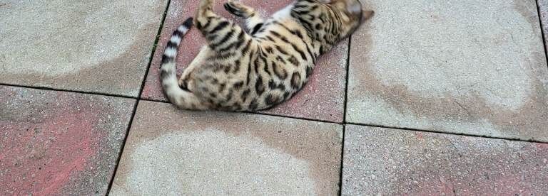 Bengal kittens for sale in Greenford, London – 4 months old - Image 3 of 4