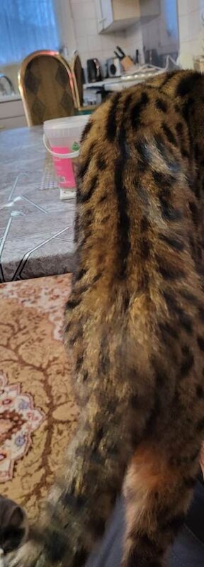 Bengal kittens for sale in Greenford, London – 4 months old - Image 4 of 4