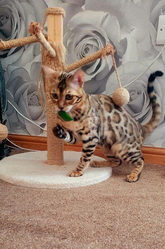 Bengal kittens for sale in Bradford, West Yorkshire – 4 months old