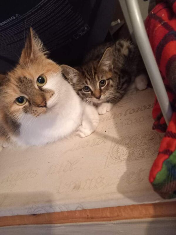 Bengal Kittens For Sale