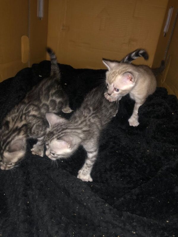 Bengal kittens for sale in Canary Wharf, London – 8 weeks old - Image 2 of 5