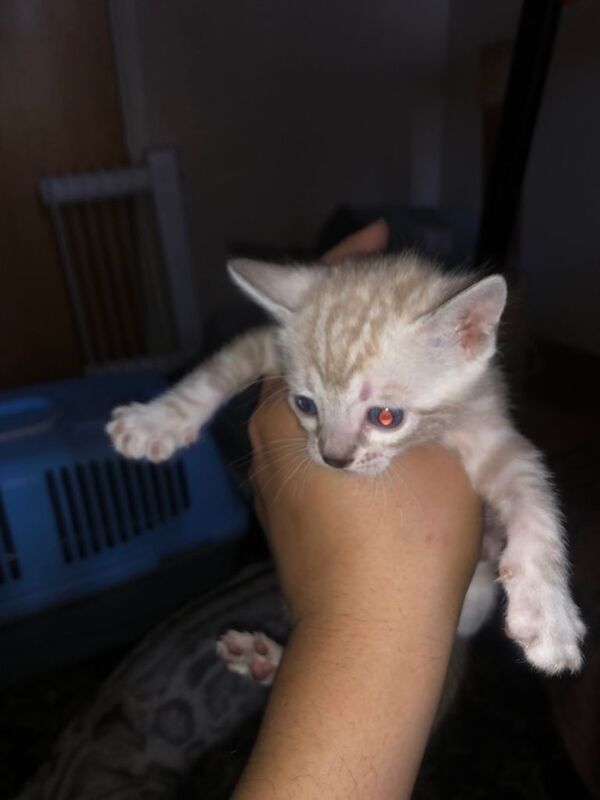 Bengal kittens for sale in Canary Wharf, London – 8 weeks old - Image 3 of 5