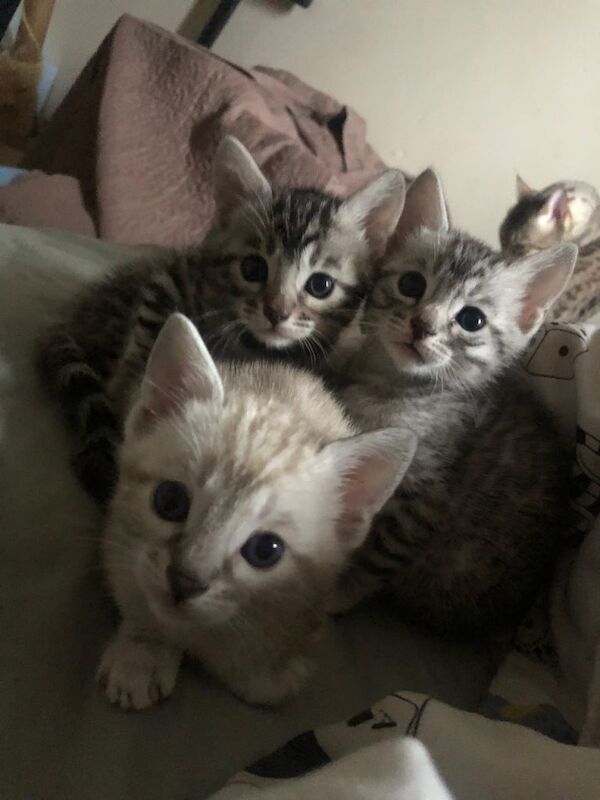 Bengal kittens for sale in Canary Wharf, London – 8 weeks old - Image 4 of 5
