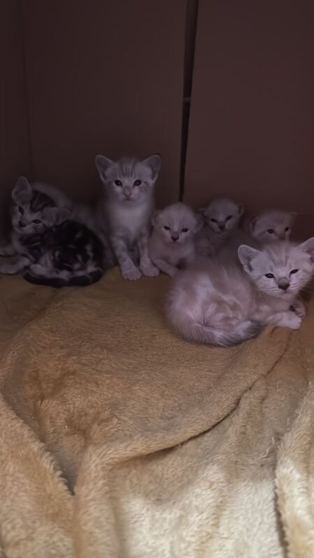Bengal kittens! 1 reserved 6 available