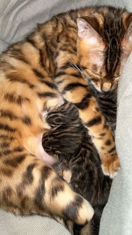Bengal kittens - Image 2 of 3