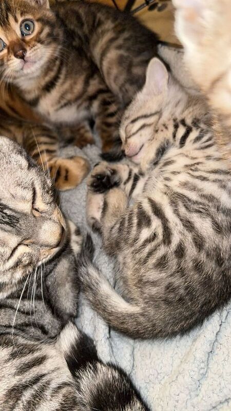Bengal kittens - Image 3 of 3