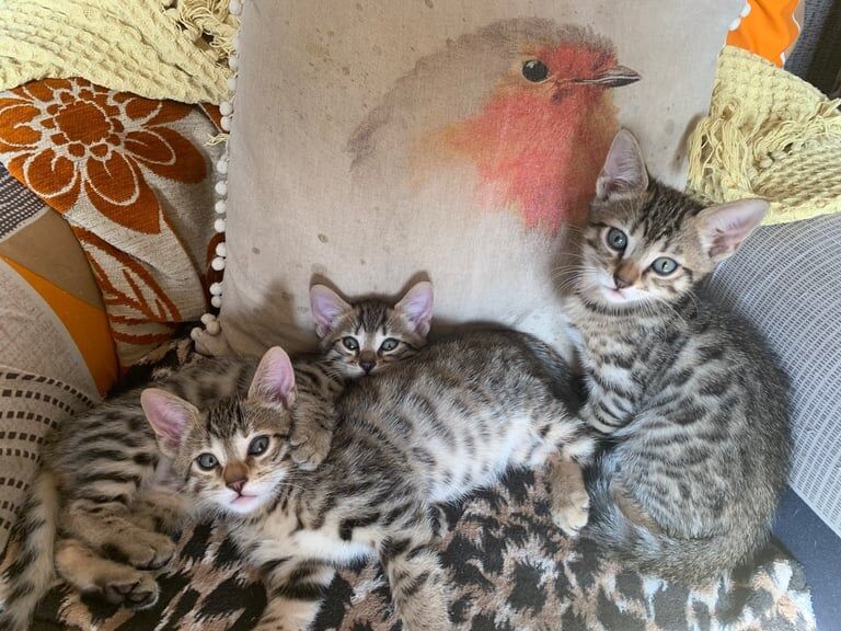 Bengal kittens for sale in Eccles, Greater Manchester – 11 weeks old