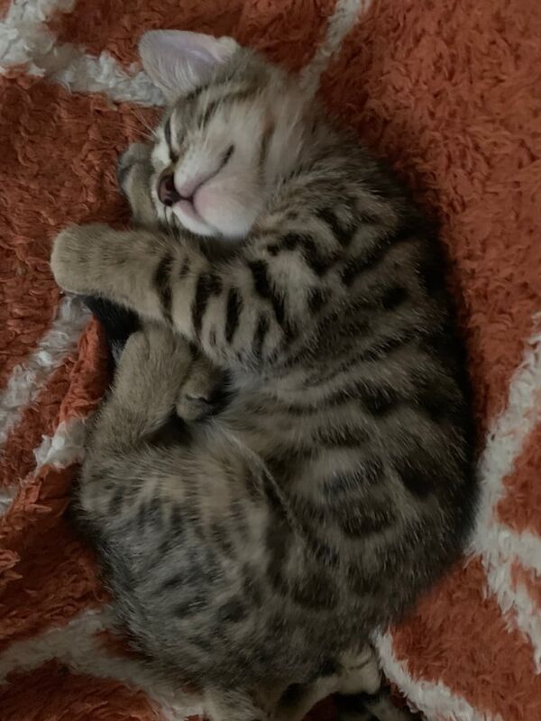 Bengal kittens for sale in Eccles, Greater Manchester – 12 weeks old - Image 2 of 5