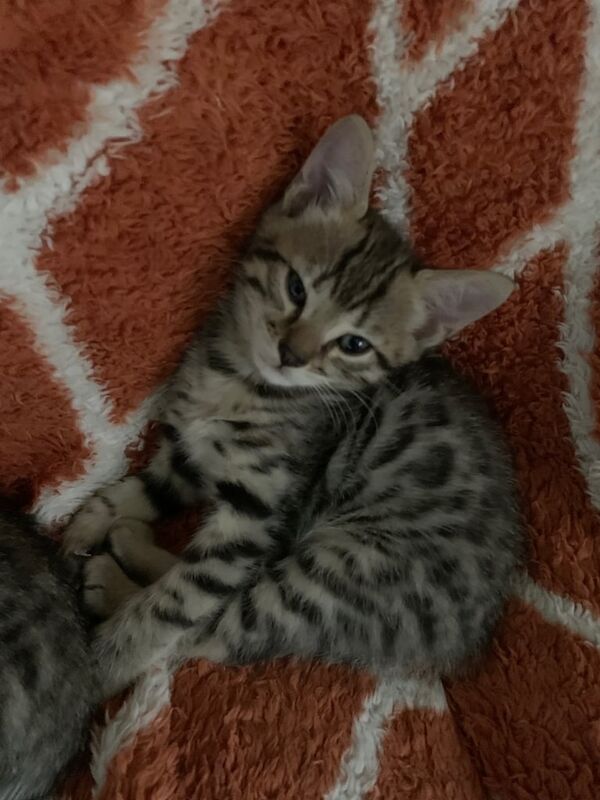 Bengal kittens for sale in Eccles, Greater Manchester – 12 weeks old - Image 3 of 5