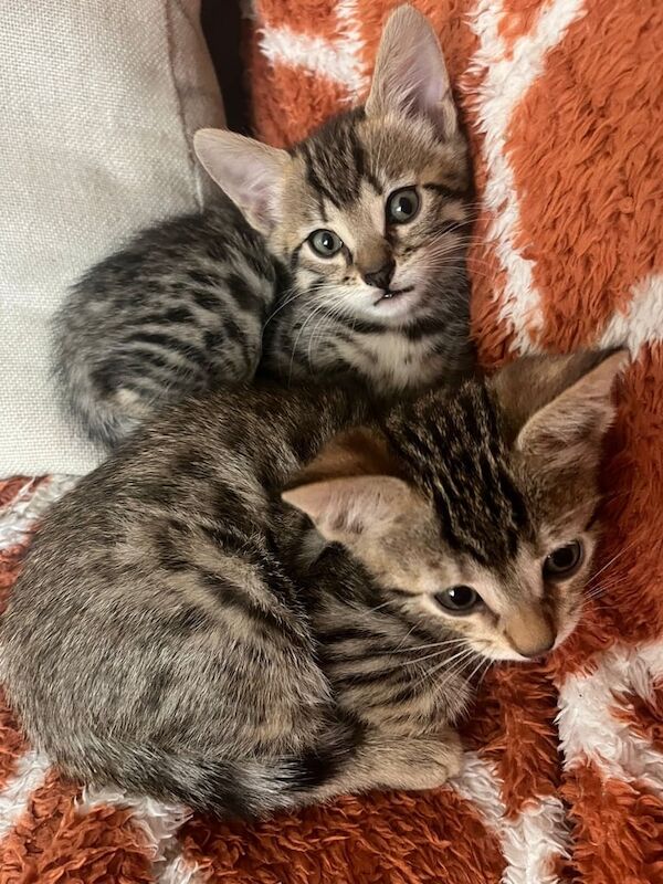 Bengal kittens for sale in Eccles, Greater Manchester – 12 weeks old - Image 4 of 5