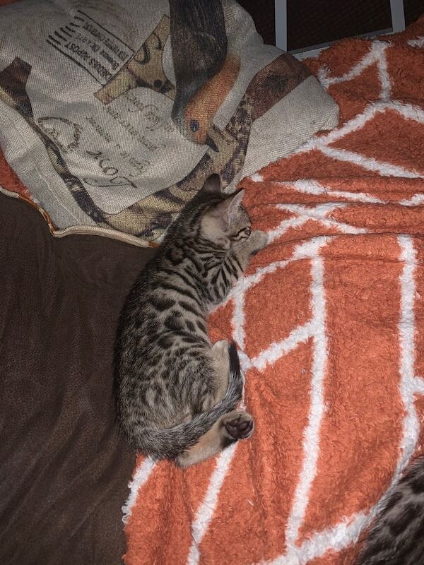 Bengal kittens for sale in Eccles, Greater Manchester – 12 weeks old - Image 5 of 5