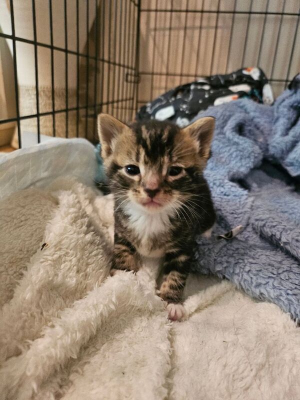 Bengal Kittens for sale in Abergavenny / Y Fenni, Gwent - Image 3